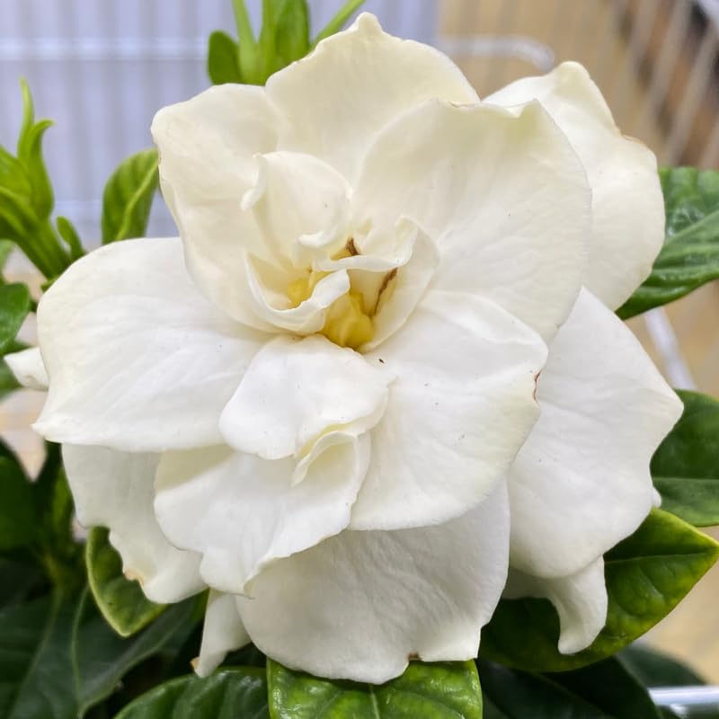 White Flower Gardenia Live Plant in 4 Inch Pot A854483