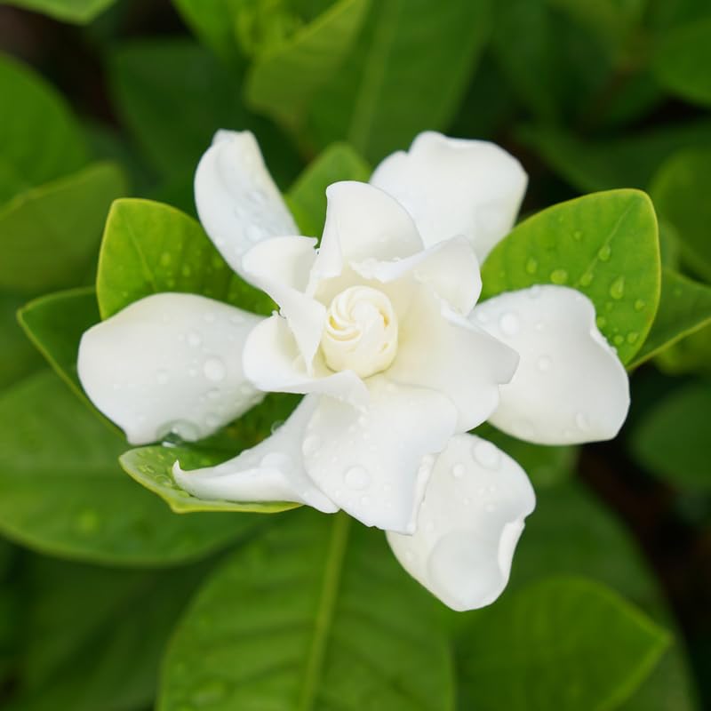 White Flower Gardenia Live Plant in 4 Inch Pot A854483