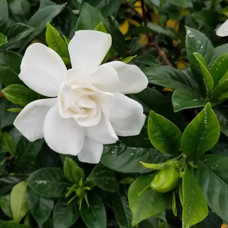 White Flower Gardenia Live Plant in 4 Inch Pot A854483