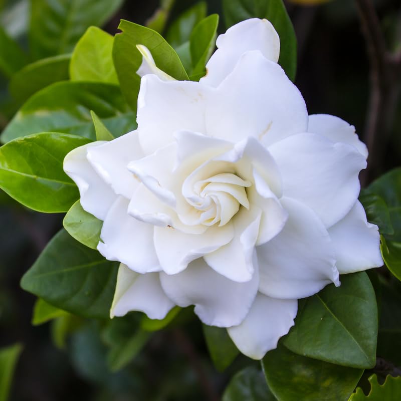 White Flower Gardenia Live Plant in 4 Inch Pot A854483