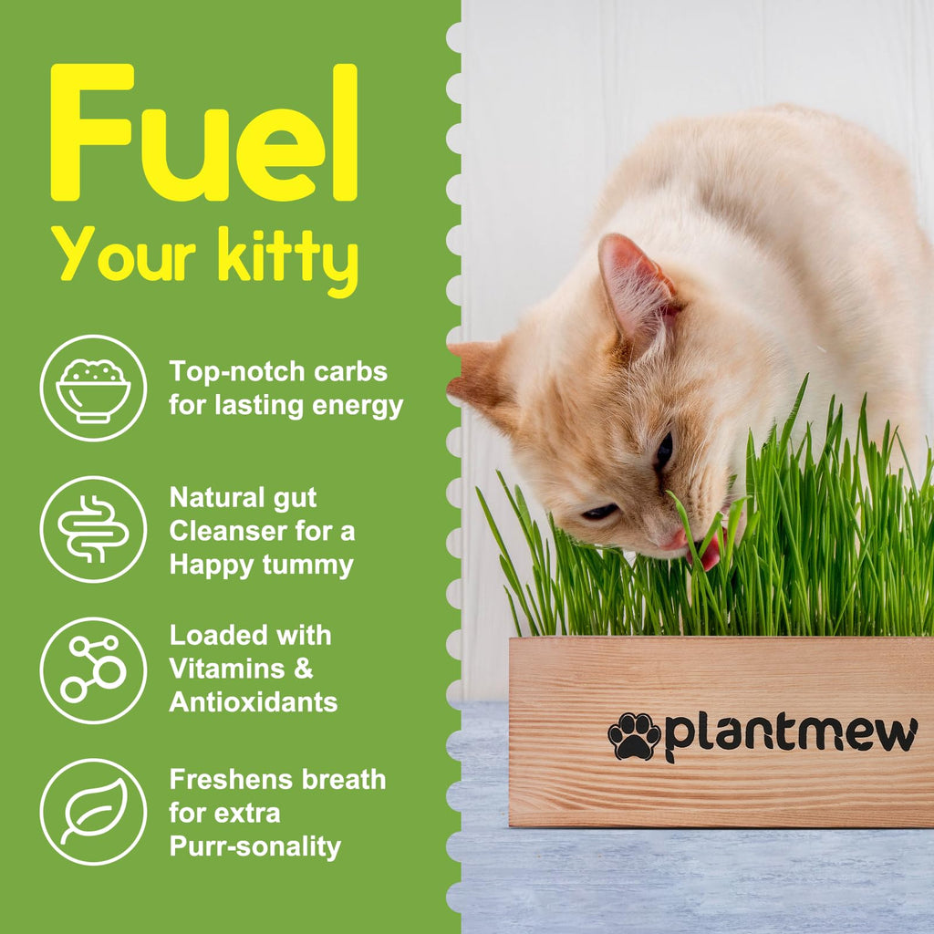 Cat Grass Kit with Seeds, Soil & Planter Pots I225816