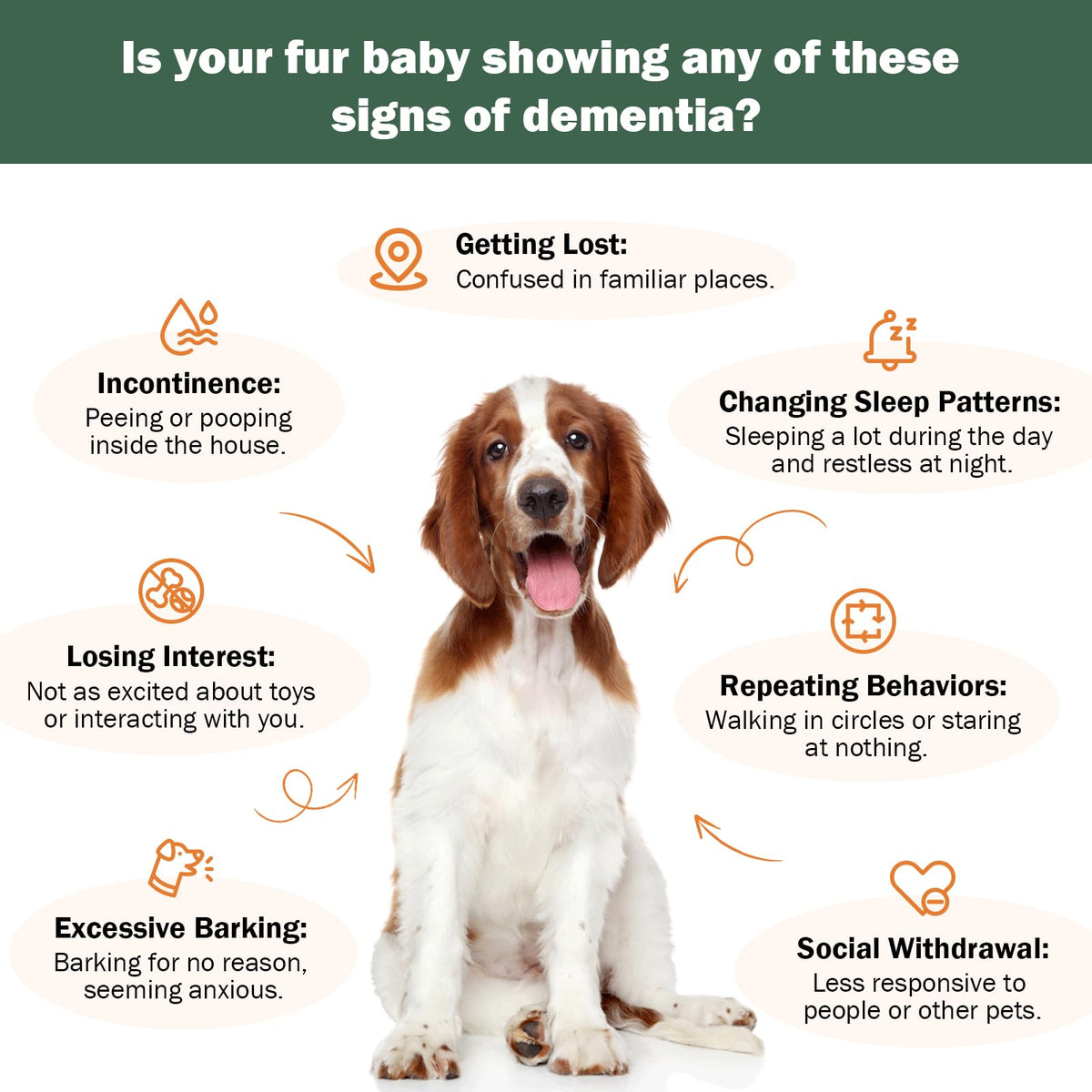 Dog Supplements Z1172