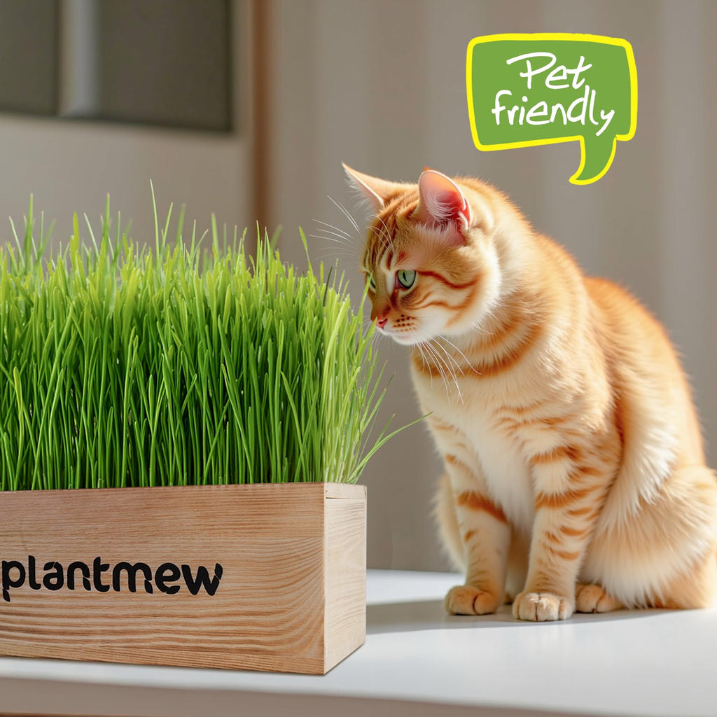 Cat Grass Kit with Seeds, Soil & Planter Pots I225816