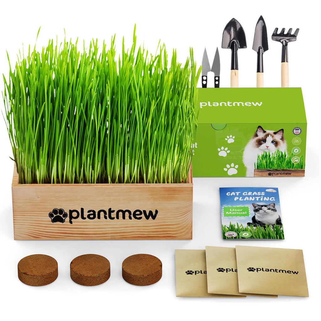 Cat Grass Kit with Seeds, Soil & Planter Pots I225816