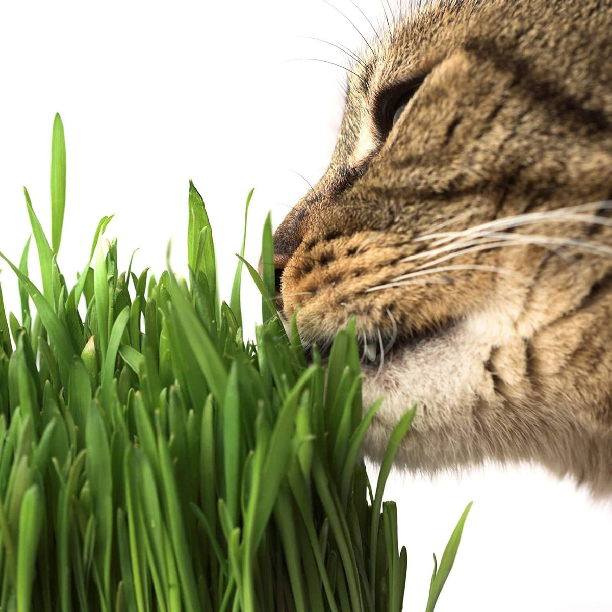 Organic Cat Grass Kit with 3 Trays E6576