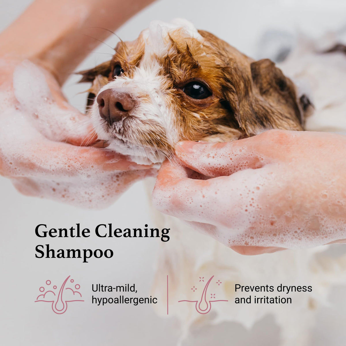 Tearless Facial Dog Shampoo B2061