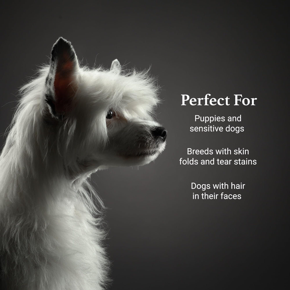 Tearless Facial Dog Shampoo B2061