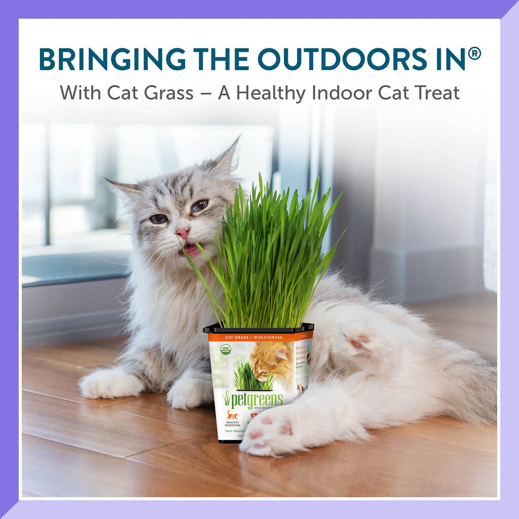 Organic Cat Grass 3-Pack C335989