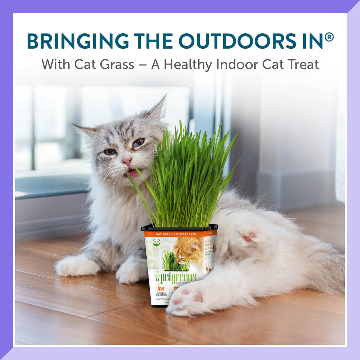 Organic Cat Grass 3-Pack C335989
