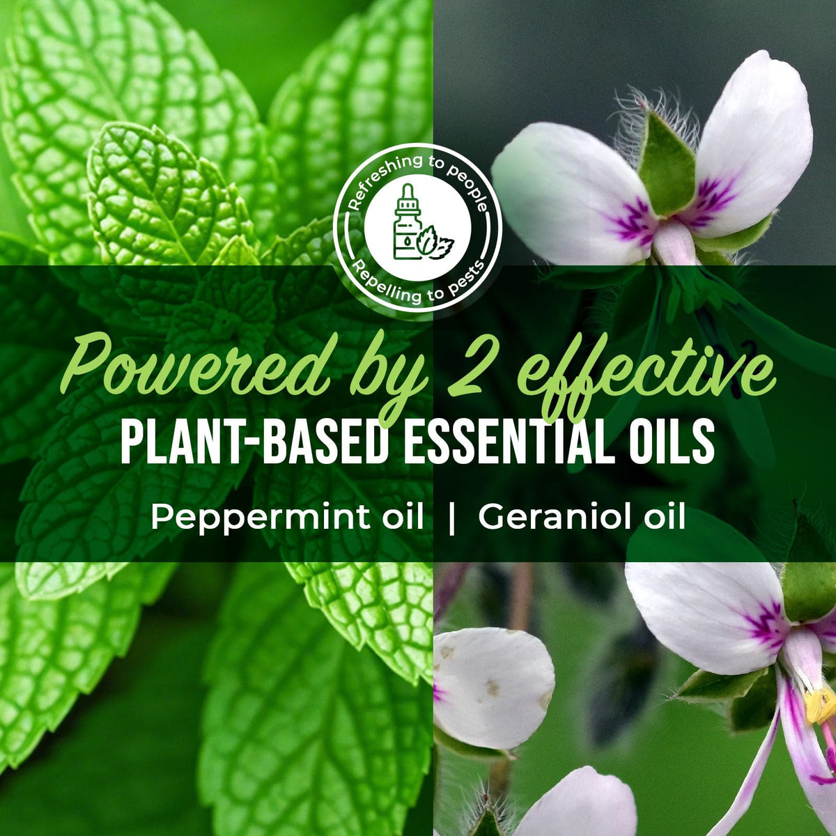 Peppermint Oil Ant Killer Spray, 16 oz Q632