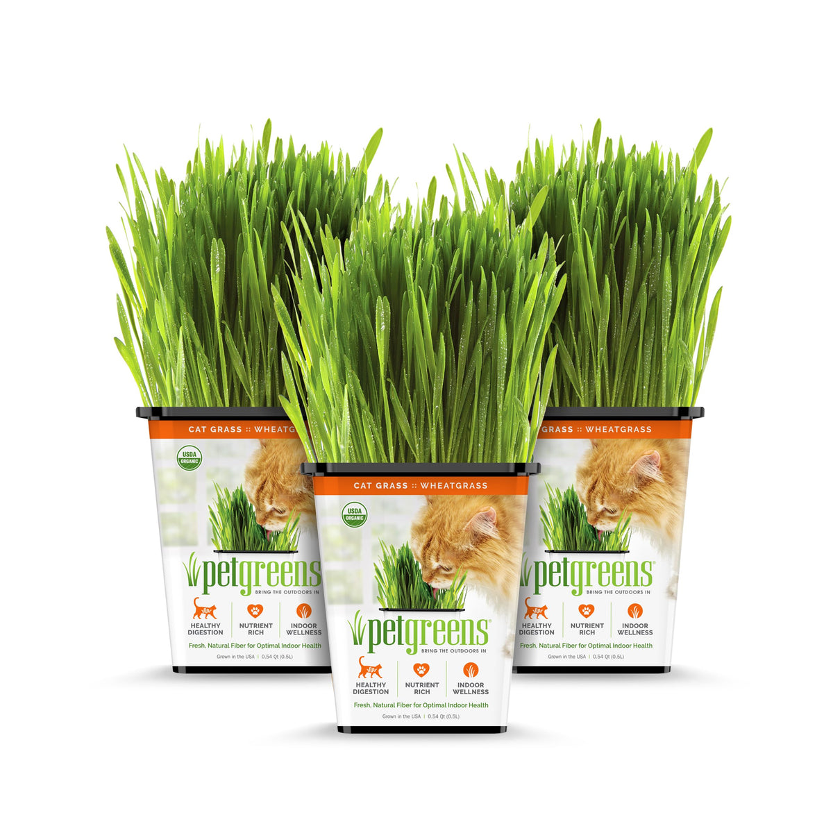 Organic Cat Grass 3-Pack C335989