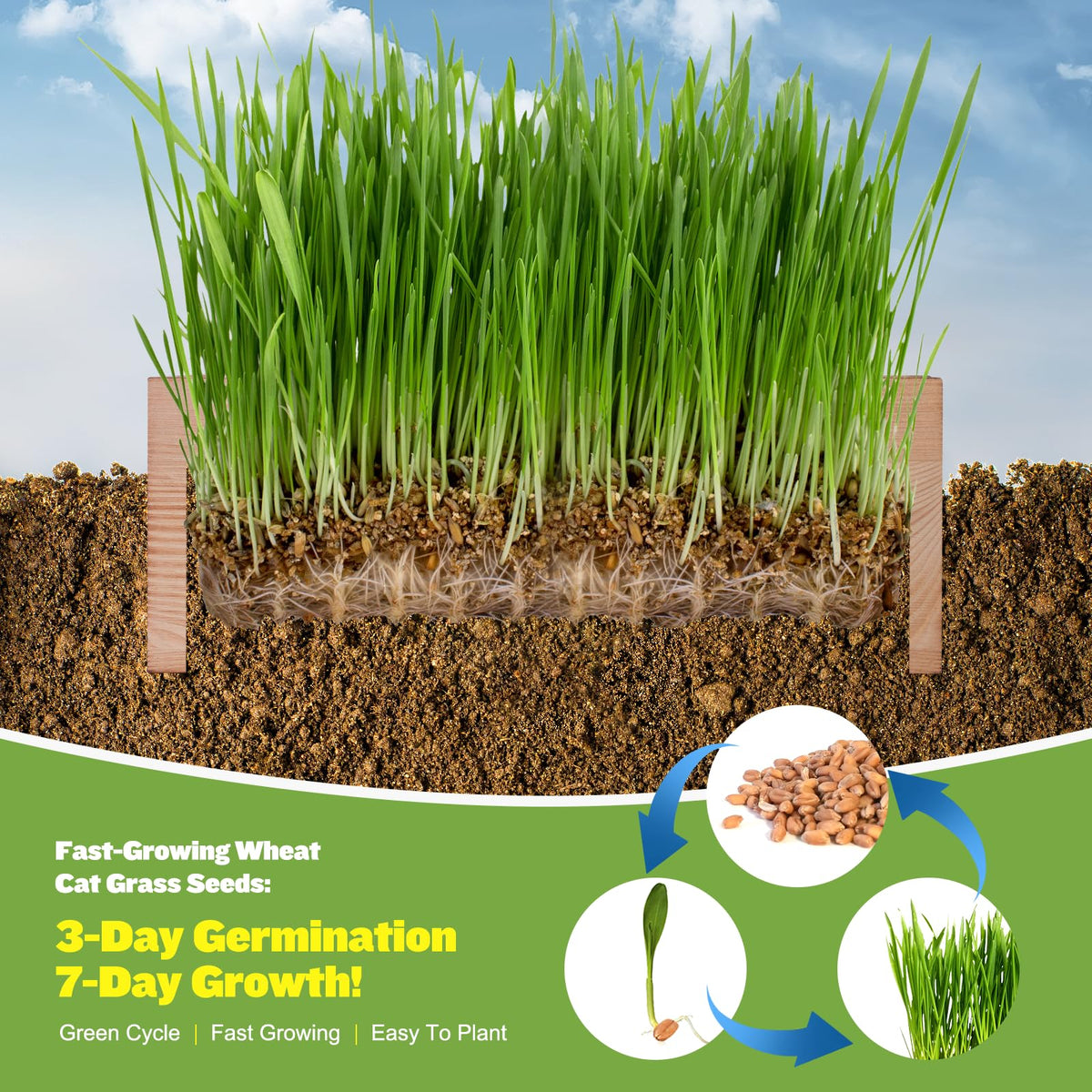 Cat Grass Kit with Seeds, Soil & Planter Pots I225816
