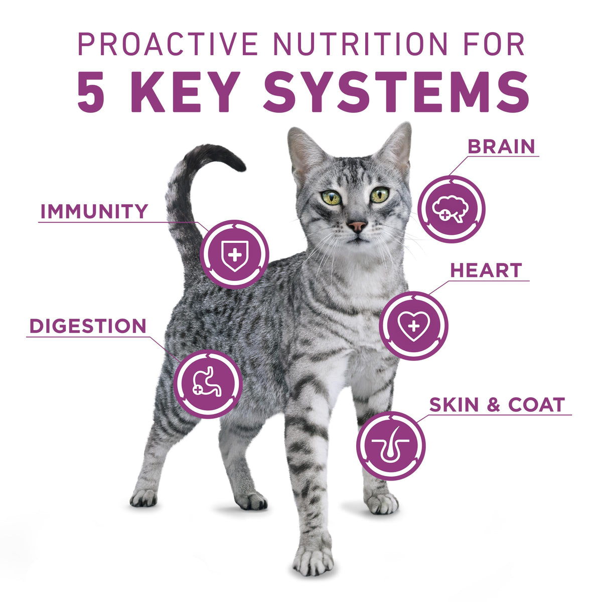 Dry Cat Food 22 lb. Bag Z372111
