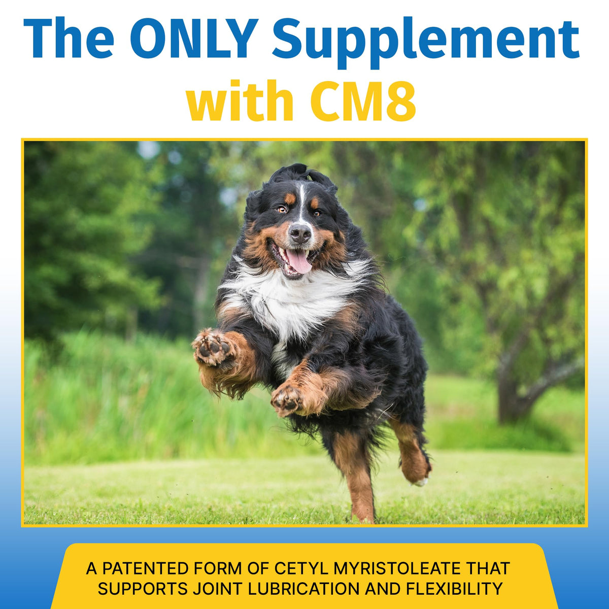 Hip & Joint Supplement for Dogs & Cats with Glucosamine, Collagen, MSM - 60 Tablets X637582