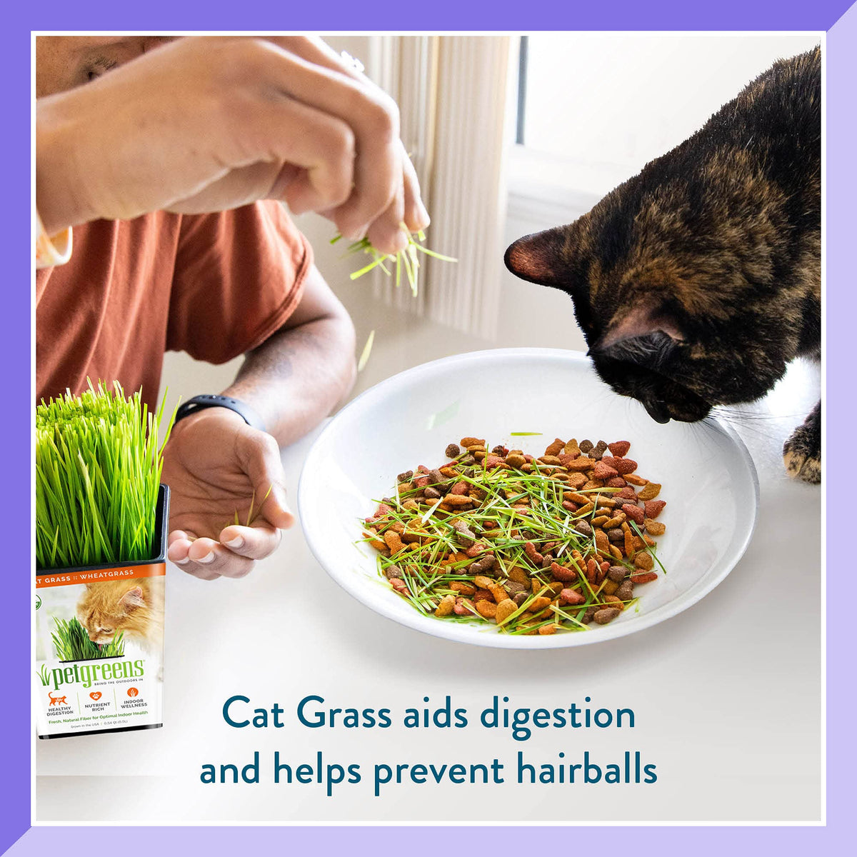 Organic Cat Grass 3-Pack C335989