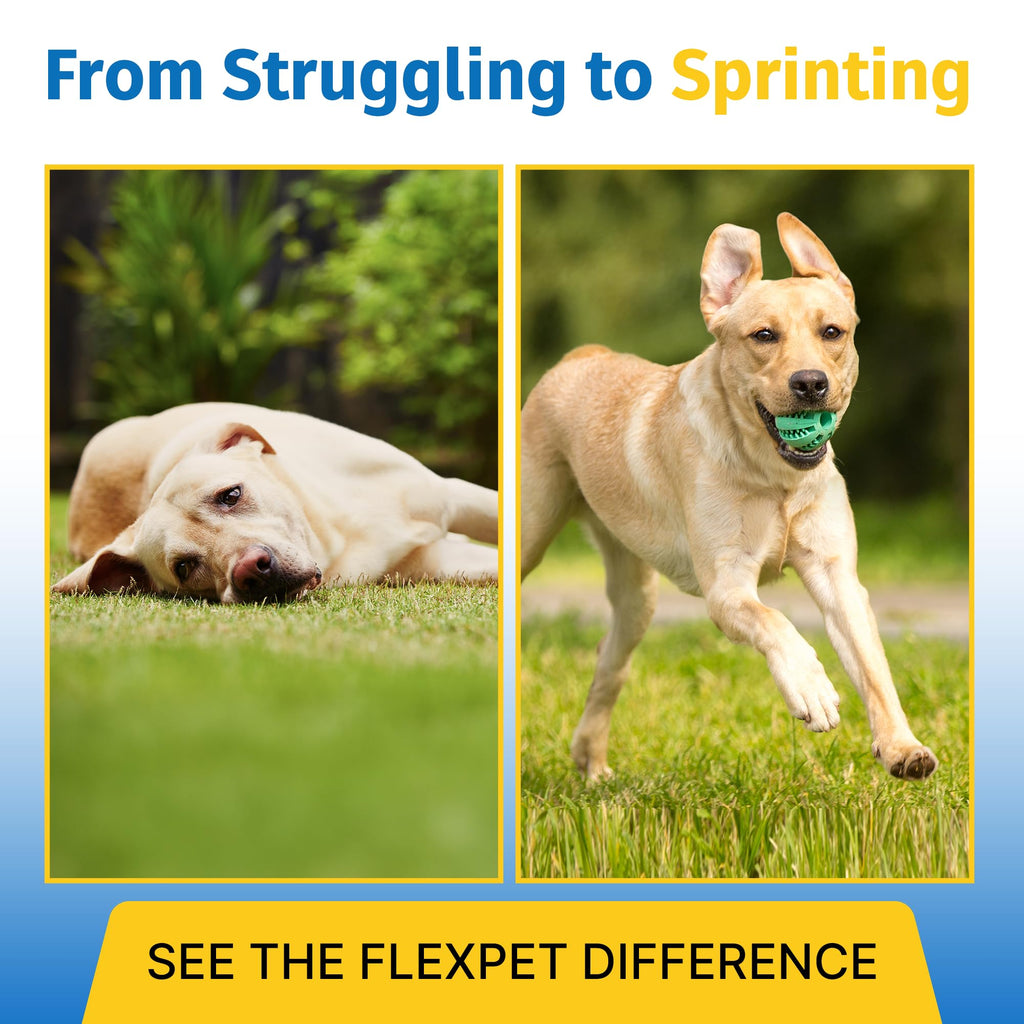 Hip & Joint Supplement for Dogs & Cats with Glucosamine, Collagen, MSM - 60 Tablets X637582
